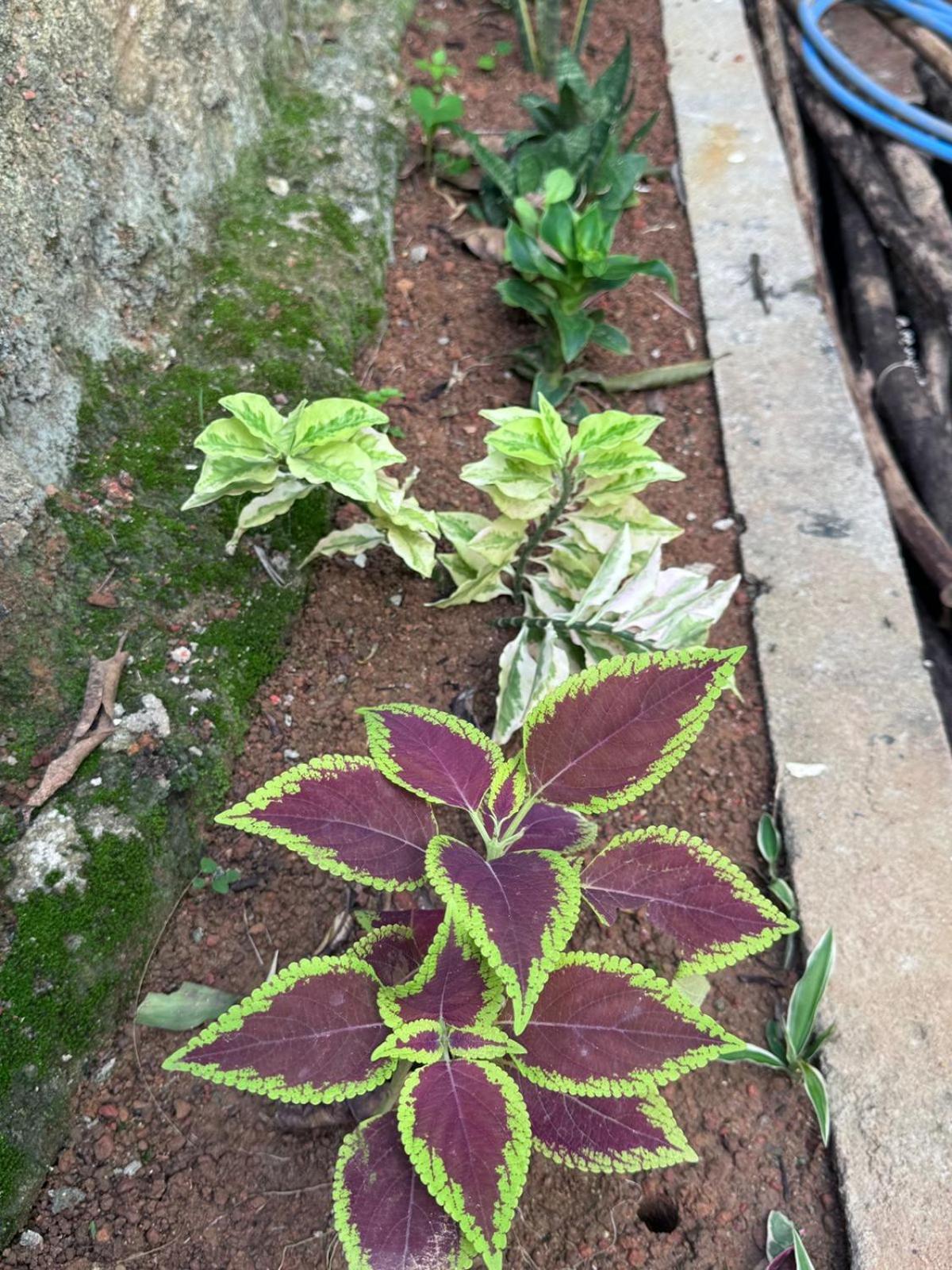 Green Nature Mirissa Exterior photo